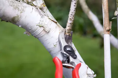 Pruning Your Himalayan Birch for Health and Shape.
