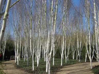 The Secret to That Glowing White Bark.