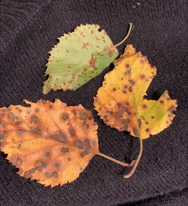 Troubleshooting: Why Are My Birch Leaves Yellow?