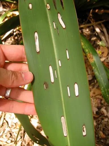 What Is Causing The Holes In My Flax Leaves?