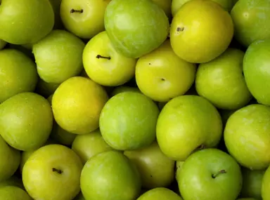 Tips for Homegrown Plums in NZ.