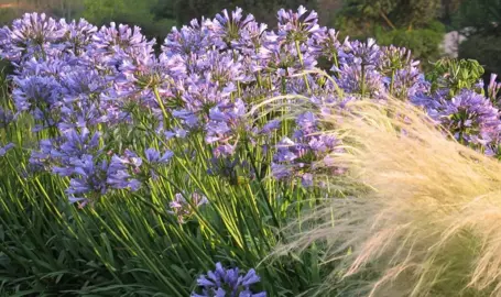 How Tall Will My Agapanthus Grow?