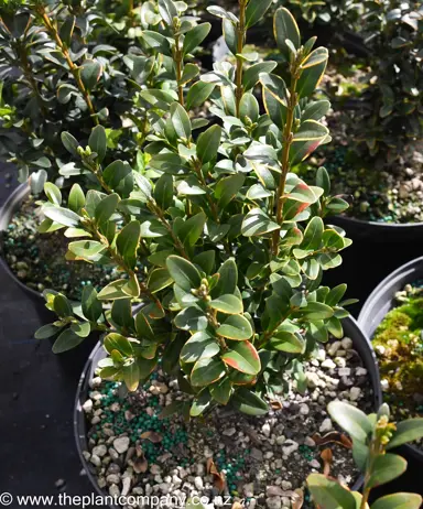How Tall Will My Buxus Grow?