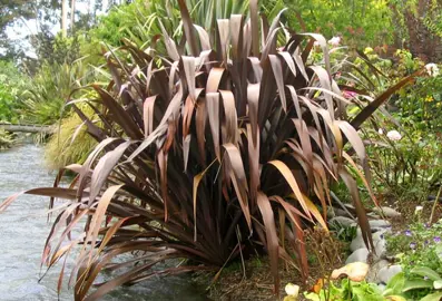 How Tall Will My Flax Bush Grow?