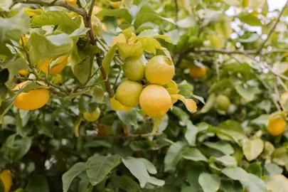 How Tall Will My Lemon Tree Grow?