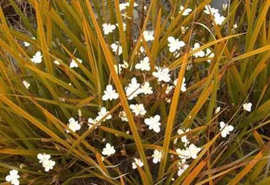 How Tall Will My Libertia Grow?