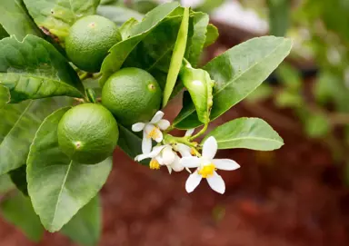 How Tall Will My Lime Tree Grow?