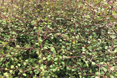 How Big Do Muehlenbeckia Astonii Get?