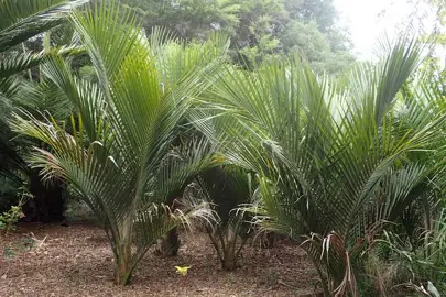 How Tall Will My Nikau Palm Grow?
