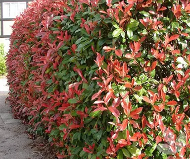 How Tall Will My Photinia Grow?