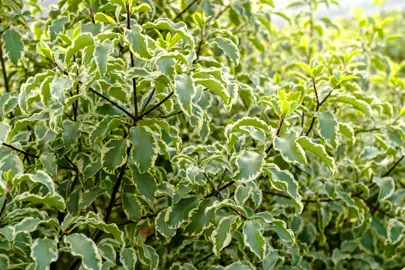 How Tall Will My Pittosporum Grow?