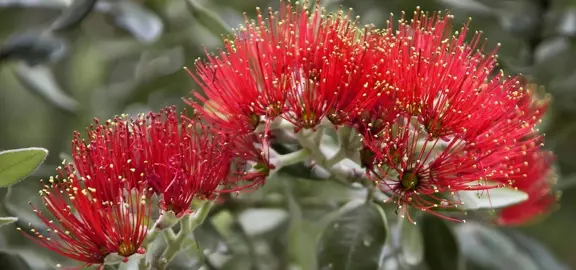 How Tall Will My Pohutukawa Grow?