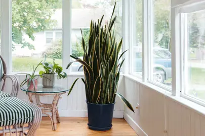 How Big Do Snake Plants Grow?