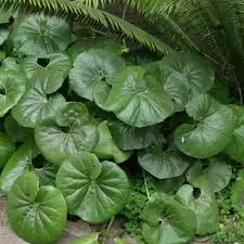 How To Care For A Leopard Plant.