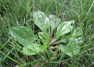 Controlling Broadleaf Weeds In Lawns.