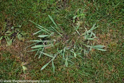 Controlling Paspalum In A Lawn.