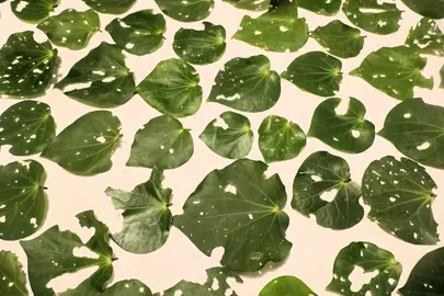 How To Dry Kawakawa Leaves.