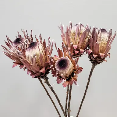 How To Dry Protea Flowers.