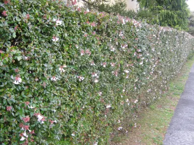 How Far Apart Should Abelia Be Planted For A Hedge?