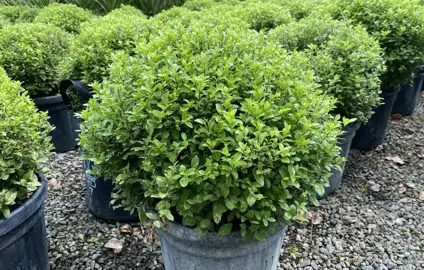 How Far Apart Should I Plant Pittosporum Little Kiwi?