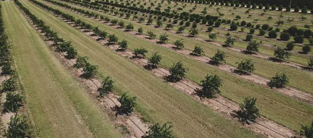 How Far Apart Should Finger Limes Be Planted?