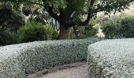 How Far Apart To Plant A Hedge.