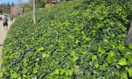 How Far Apart Should Ivy Be Planted?