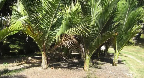 How Far Apart Should Nikau Palms Be Planted?