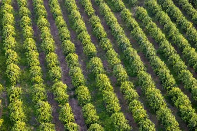 How Far Apart Should Oranges Be Planted?