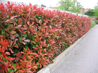 How Far Apart Should Photinia Be Planted For Hedging?