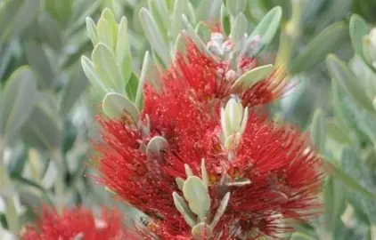 How Far Apart Should Pohutukawa Be Planted For Hedging?