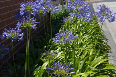 How Far Apart Should Agapanthus Be Planted?