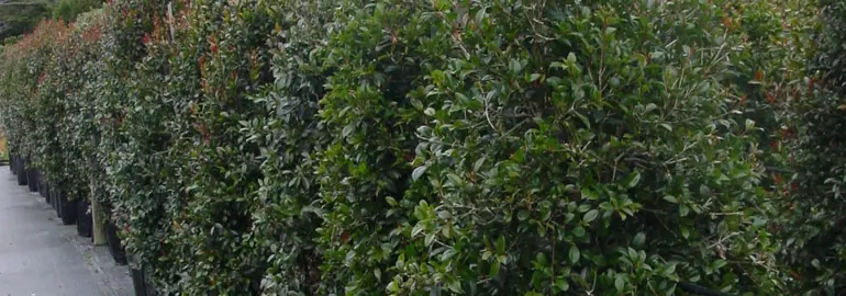 Lilly Pilly Hedge Spacing.