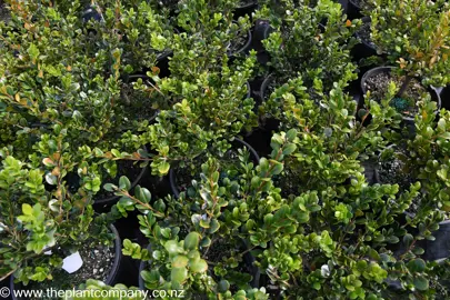 How Fast Do Buxus Grow?