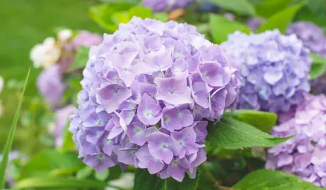 How Fast Do Hydrangeas Grow?