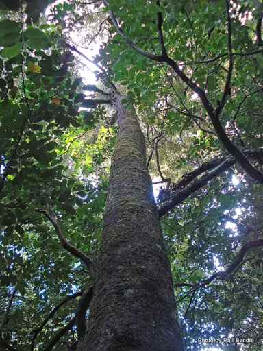 How fast does a Miro tree grow?