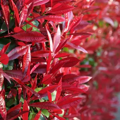 How Fast Do Photinia Grow?