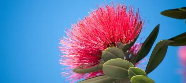 How Fast Do Pohutukawa Grow?