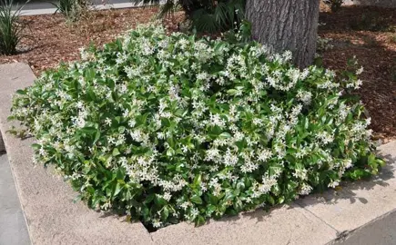 How Fast Do Star Jasmine Grow?