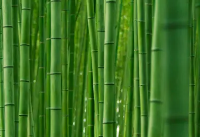 How To Grow Bamboo.