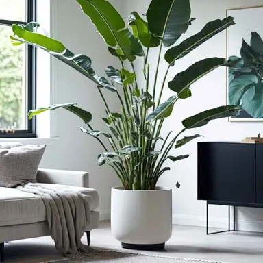 How To Grow A Bird Of Paradise Plant Indoors.