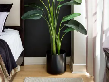 How To Grow A Bird Of Paradise In A Pot.