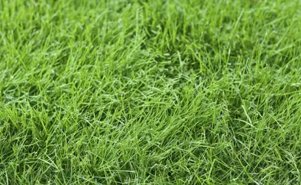 Growing A Fine Fescue Lawn.