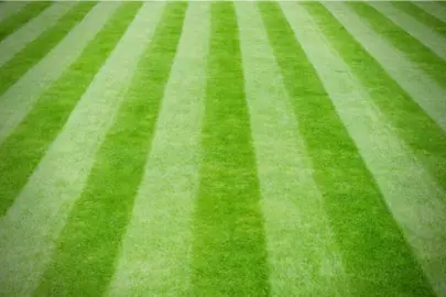 How To Growing A Hard Wearing Lawn .