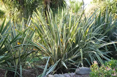 How To Grow Phormium Tenax.