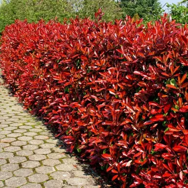 How To Grow A Photinia Hedge.