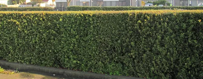 How To Grow A Pittosporum Hedge.