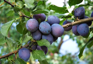 How to Grow Plum Trees.