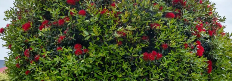 How To Grow A Pohutukawa Hedge.