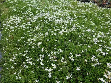  How Do You Grow Pratia Angulata (The White Star Creeper)?